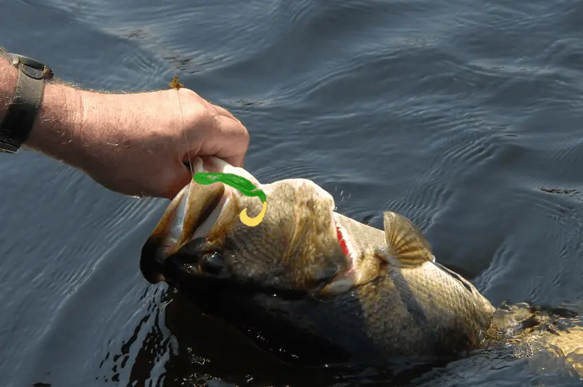 Science Says Bass HATE Chartreuse – Pros Disagree –